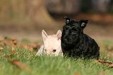 SCOTTISH TERRIER 040